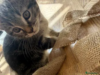 European cats Adorable Kittens Looking for Loving Homes - Advert 1