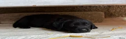 Goldador dogs for sale: Golden Retriever × Black Labrador Puppies - Advert 14