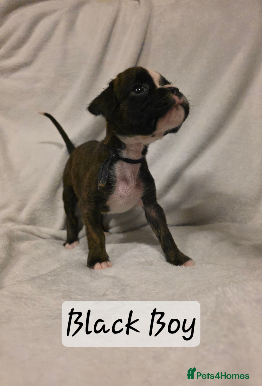Boxer dogs for sale: Part European quality KC Reg Boxers - Advert 20