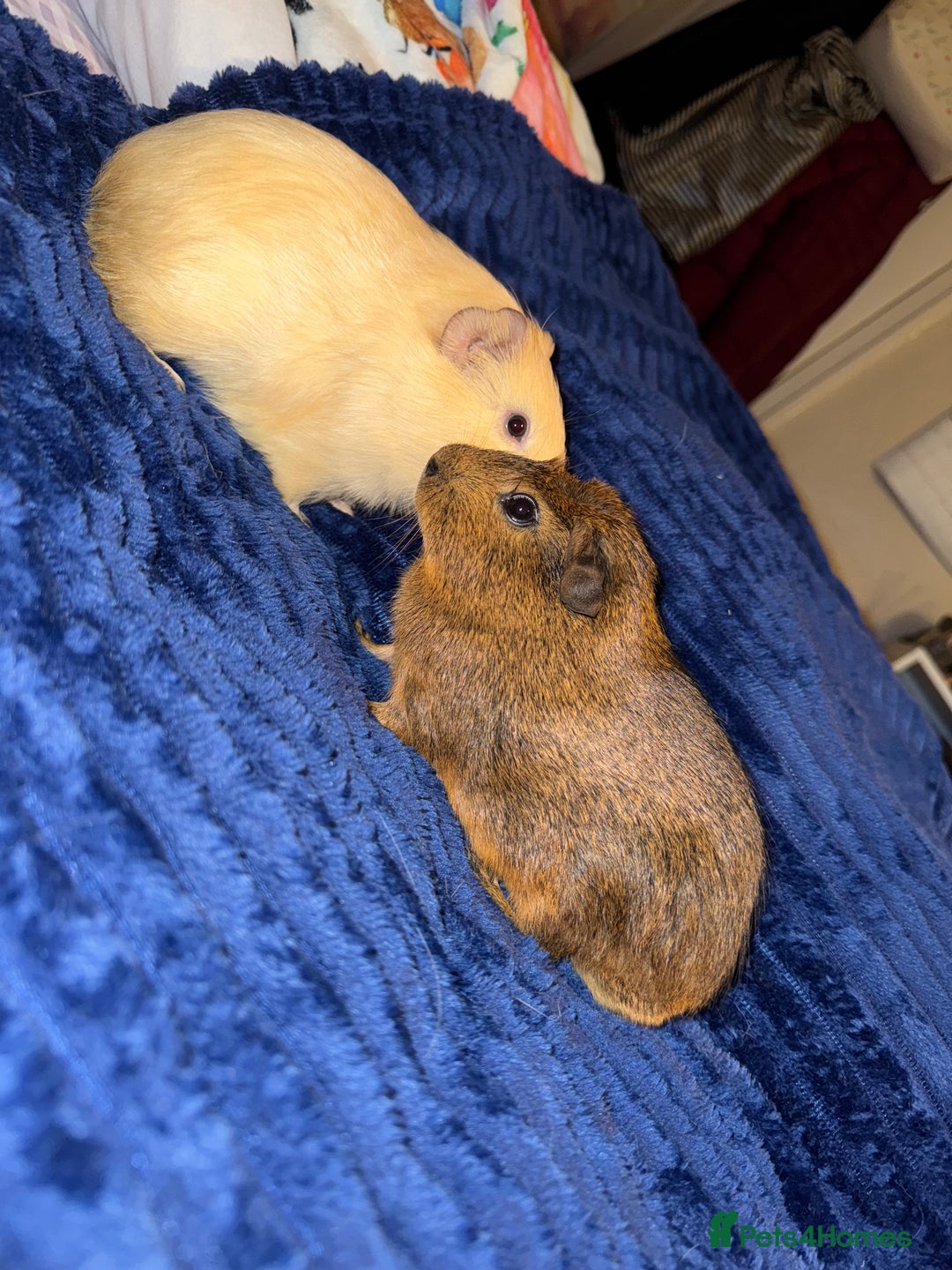 Guinea Pig rodents for sale: Male Guinea Pigs  - Advert 11