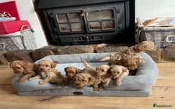 Cockapoo dogs for sale: Beautiful cockerpoo F1B - Advert 3