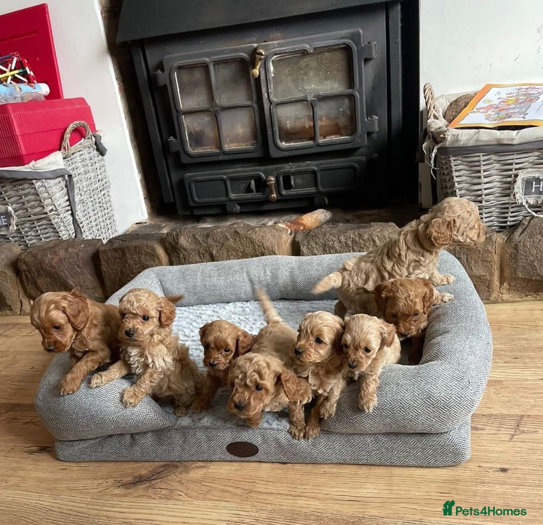 Cockapoo dogs for sale: Beautiful cockerpoo F1B - Advert 3