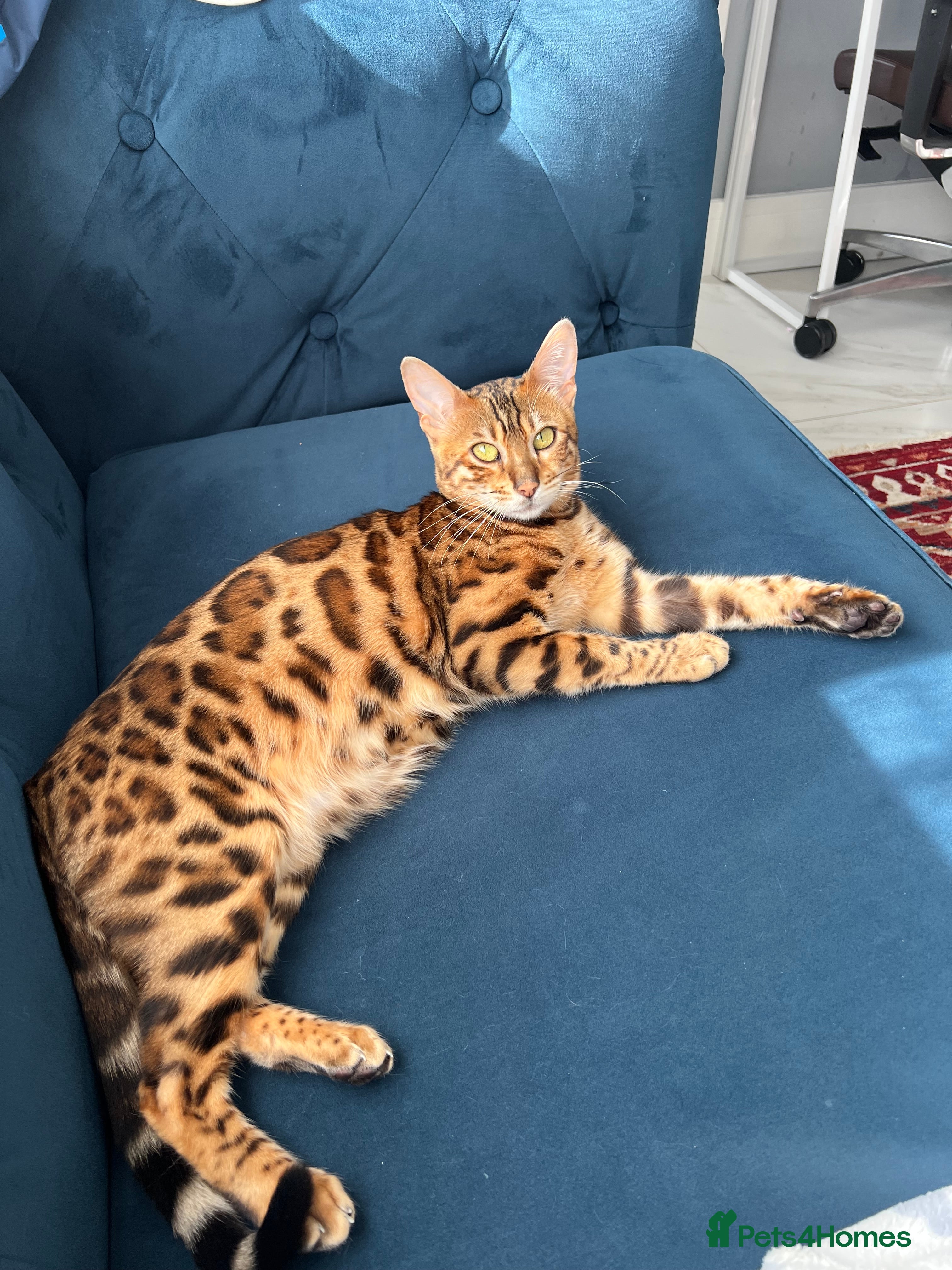 Bengal cats Pure Bengal Female kittens - Advert 1