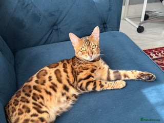 Bengal cats Pure Bengal Female kittens - Advert 1