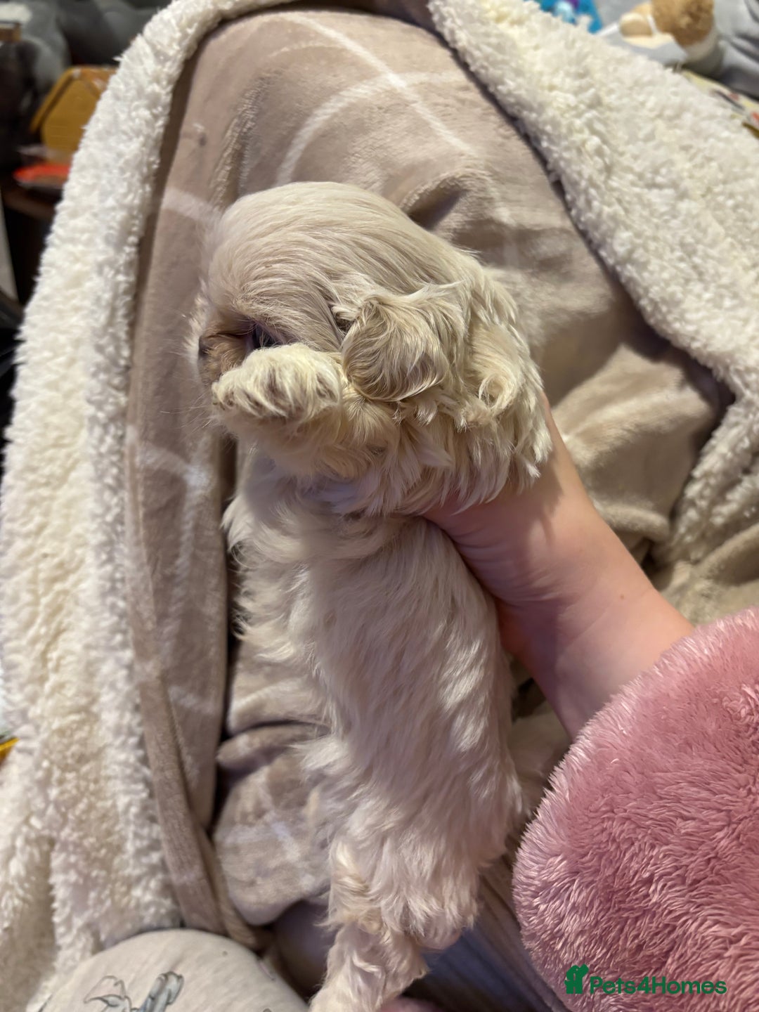 Shih Tzu dogs for sale: Beautiful Shih Tzu puppies - Advert 8