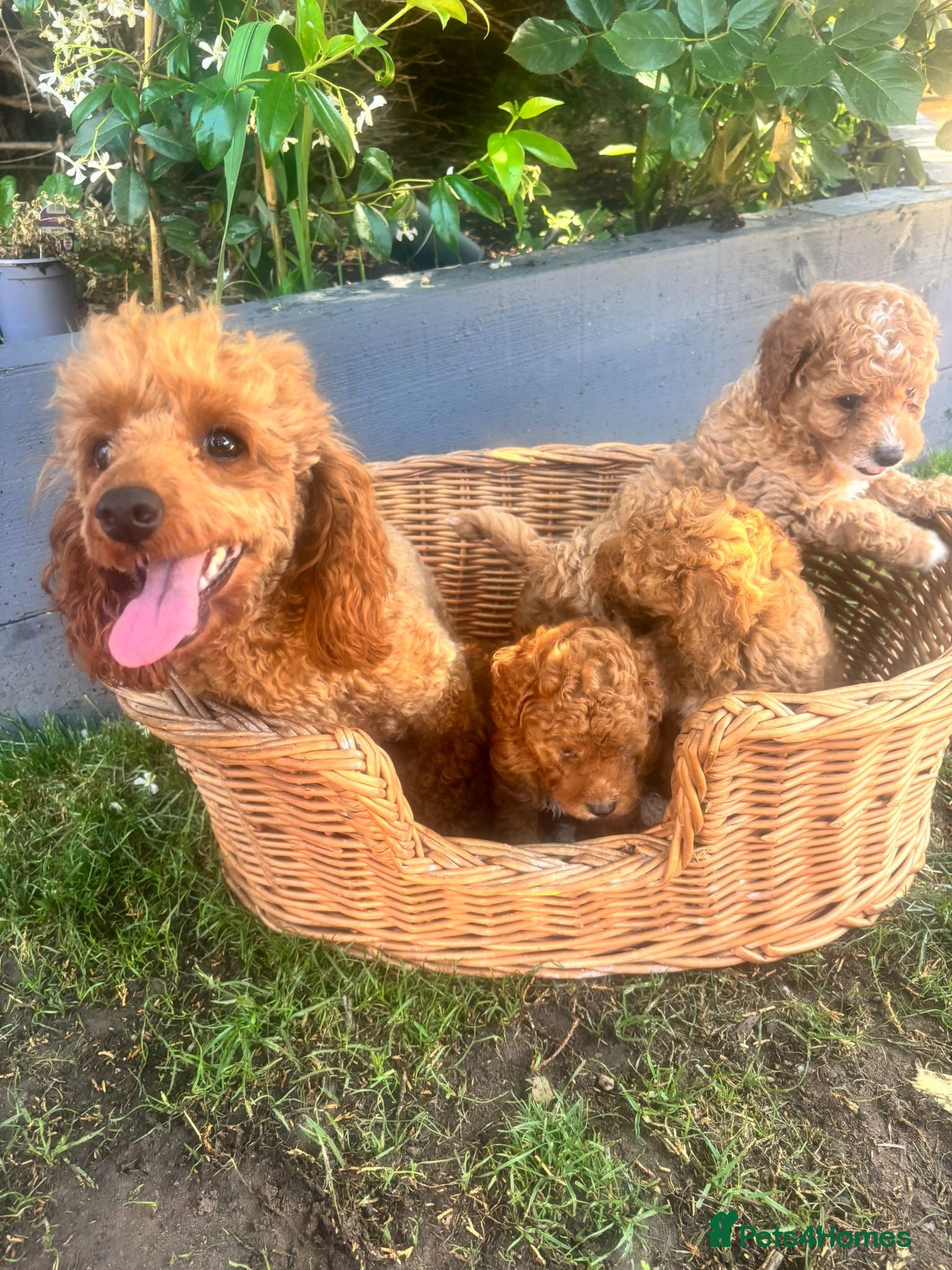 Toy Poodle dogs Toy poodle puppies - Advert 1