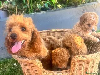 Toy Poodle dogs Toy poodle puppies - Advert 17