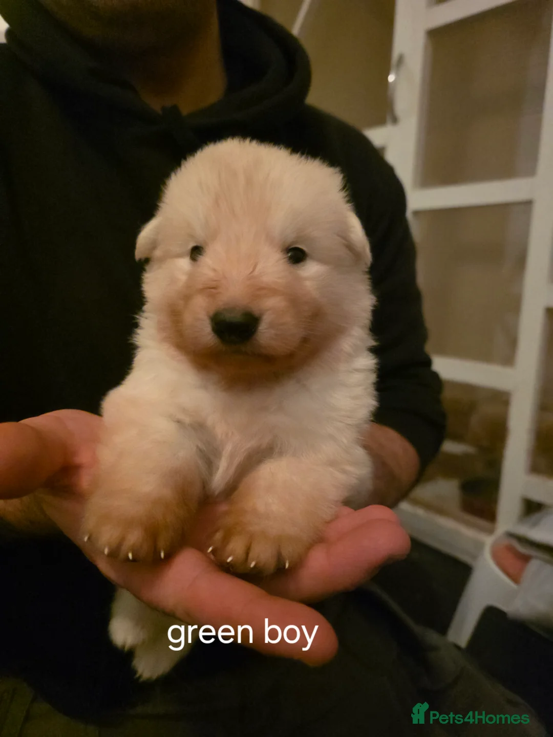 German Shepherd dogs for sale: White German Shepherd Puppies ready to leave - Advert 25