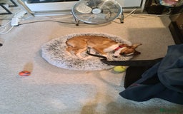 Mixed Breed dogs for sale: Roo - Lovely Small Dog - Image 11