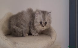Persian cats for sale: BEAUTIFUL PERSIAN KITTEN GIRL DOLLFACE FOR SALE - Image 3