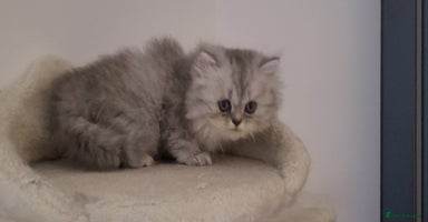 Persian cats - Advert 4