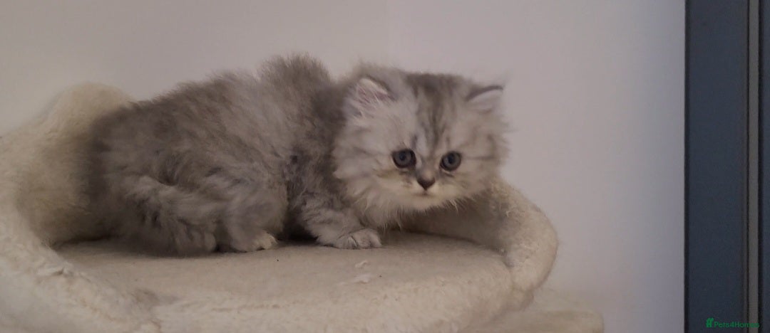 Persian cats for sale: BEAUTIFUL PERSIAN KITTEN GIRL DOLLFACE FOR SALE - Image 3