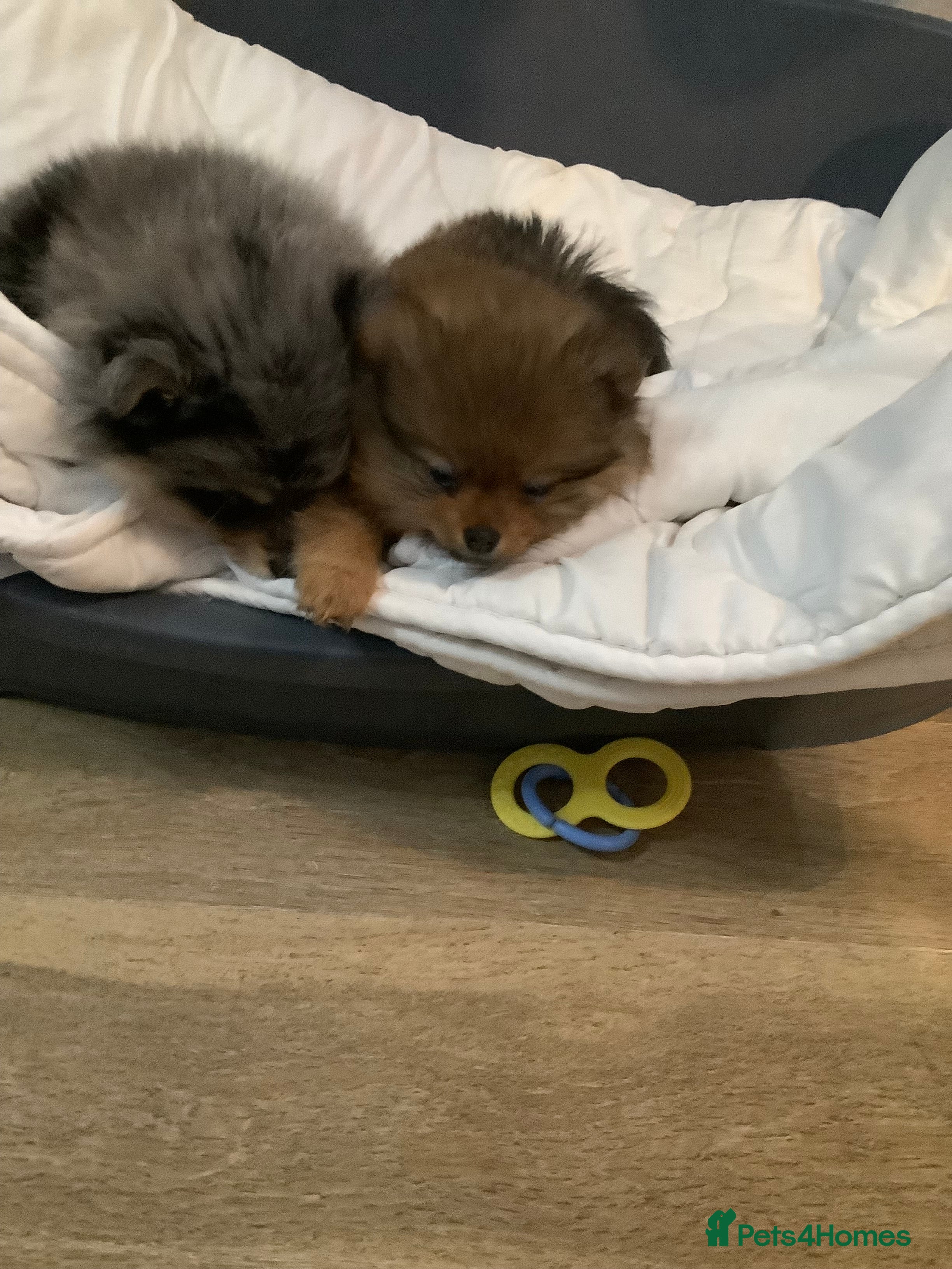 Pomeranian dogs Stunning litter of pomeranian - Advert 1