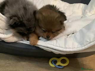 Pomeranian dogs Stunning litter of pomeranian - Advert 1