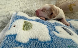 Cockapoo dogs for sale: Ready Dec 20th. Fully dna & health tested clear - Image 9