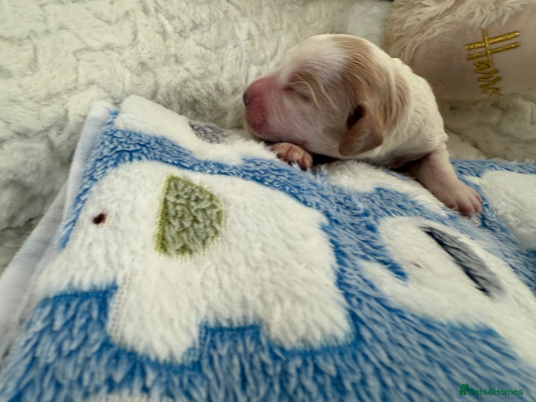 Cockapoo dogs for sale: Ready Dec 20th. Fully dna & health tested clear - Image 9