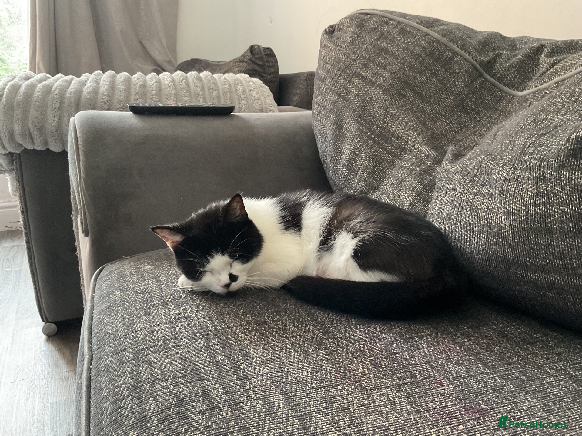 Mixed Breed cats X 2 male kittens - Advert 1