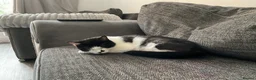 Mixed Breed cats for sale: X 2 male kittens in Warrington - Advert 1