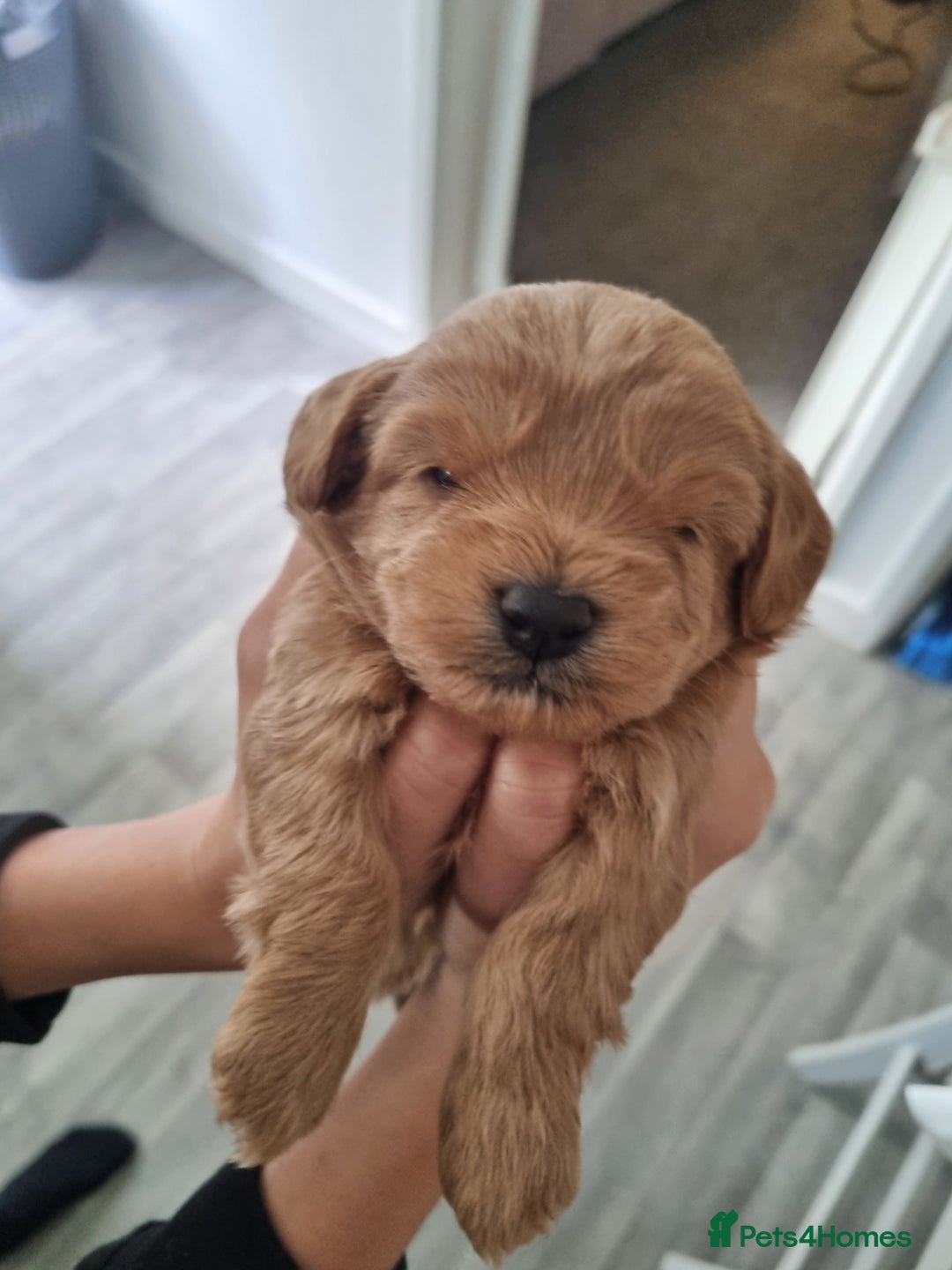 Mixed Breed dogs for sale: Cavapoochons  - Image 6