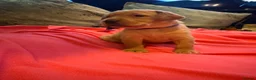Labrador Retriever dogs for sale: Beautiful Black and golden Labrador puppies - Advert 15