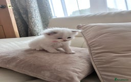 Ragdoll cats for sale: Ragdoll kittens - Image 11