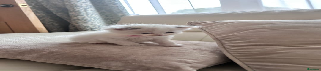 Ragdoll Kitten 6