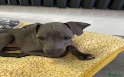 Italian Greyhound dogs for sale: Beautiful Italian greyhound puppies  - Image 25