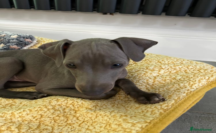 Italian Greyhound dogs - Advert 1