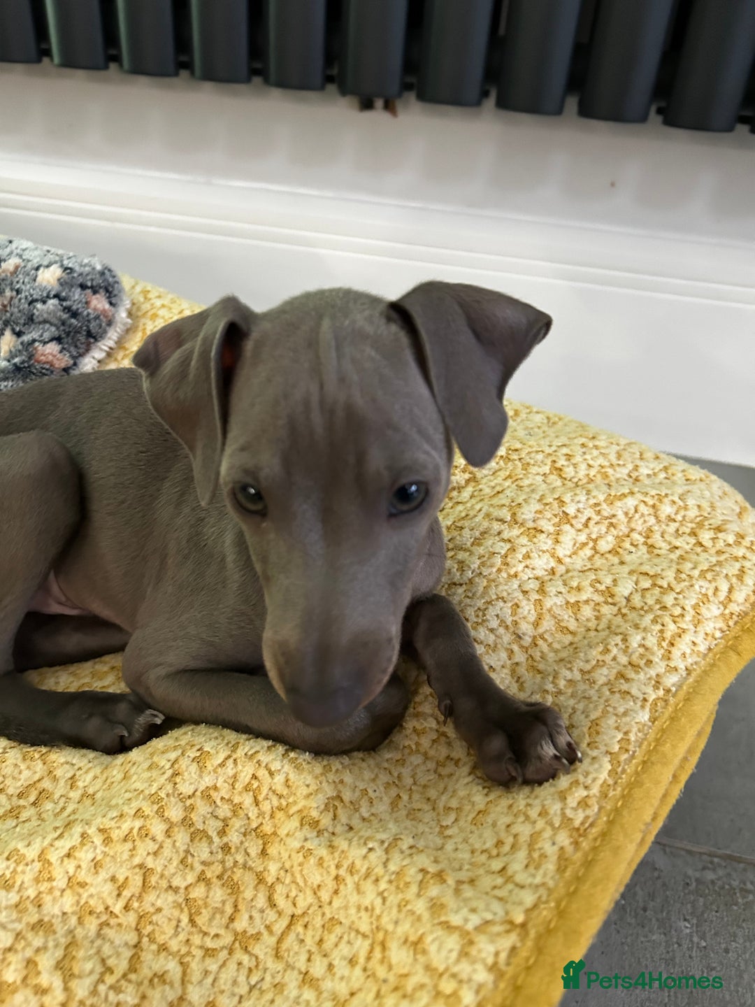 Italian Greyhound dogs for sale: Beautiful Italian greyhound puppies  - Image 25
