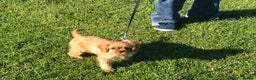 Cavalier King Charles Spaniel dogs for sale: Cavalier King Charles 6 month male - Advert 6