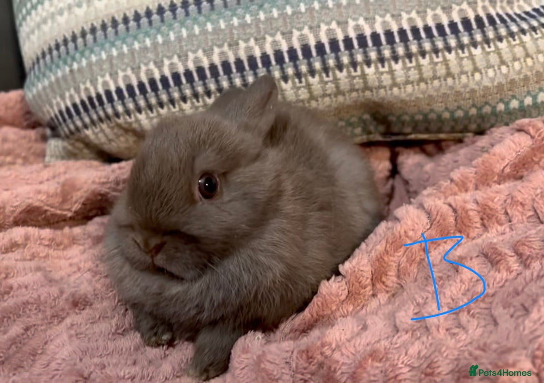 Netherland Dwarf rabbits for sale: 2 beautiful chocolate coloured netherland dwarfs - Advert 4