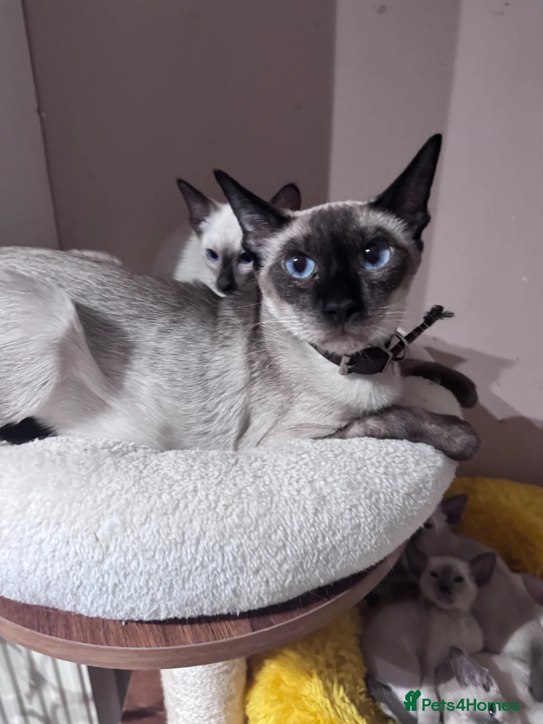 Siamese cats for sale: 3 affectionate Siamese kittens available  - Advert 13
