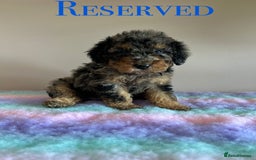 Cavapoo dogs for sale: 1 girl left 💕 f1b cavapoos ready now 🏡 - Image 38