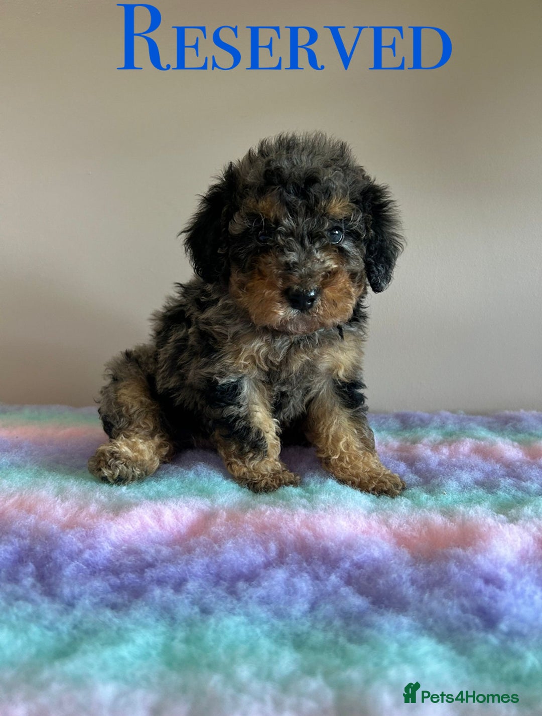 Cavapoo dogs for sale: 1 girl left 💕 f1b cavapoos ready now 🏡 - Image 38