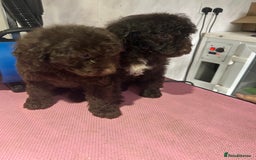 Cockapoo dogs for sale: Beautiful cockapoos - Advert 20
