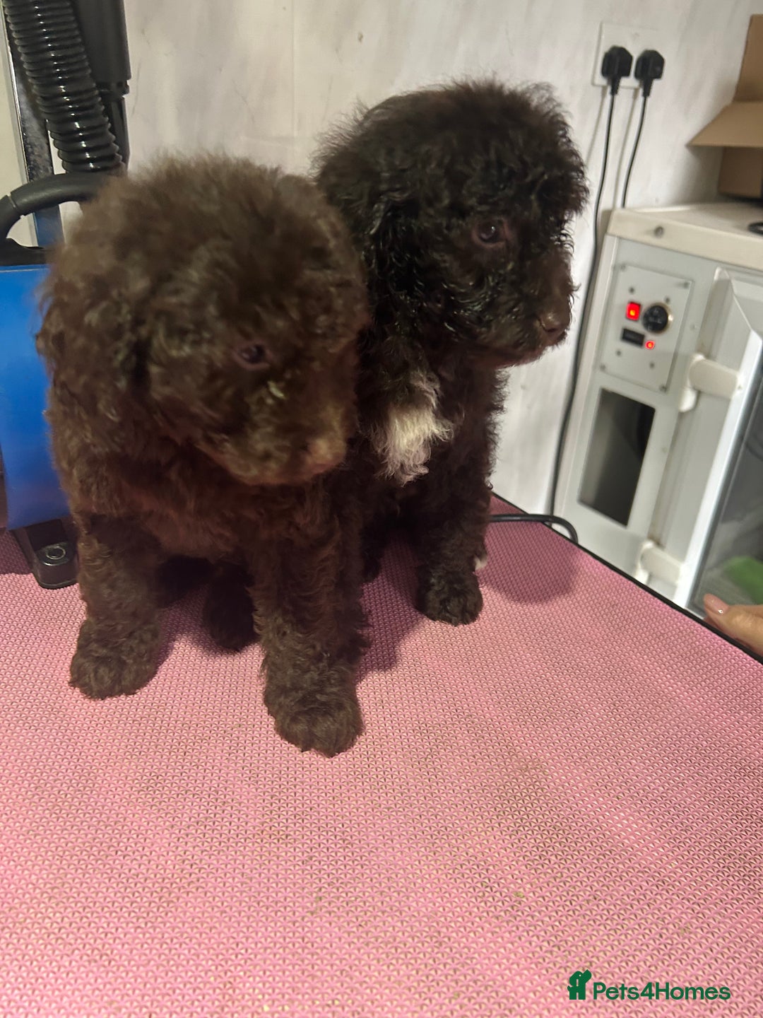 Cockapoo dogs for sale: Beautiful cockapoos - Advert 20
