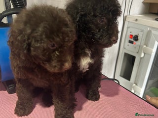 Cockapoo dogs Beautiful cockapoos - Advert 1