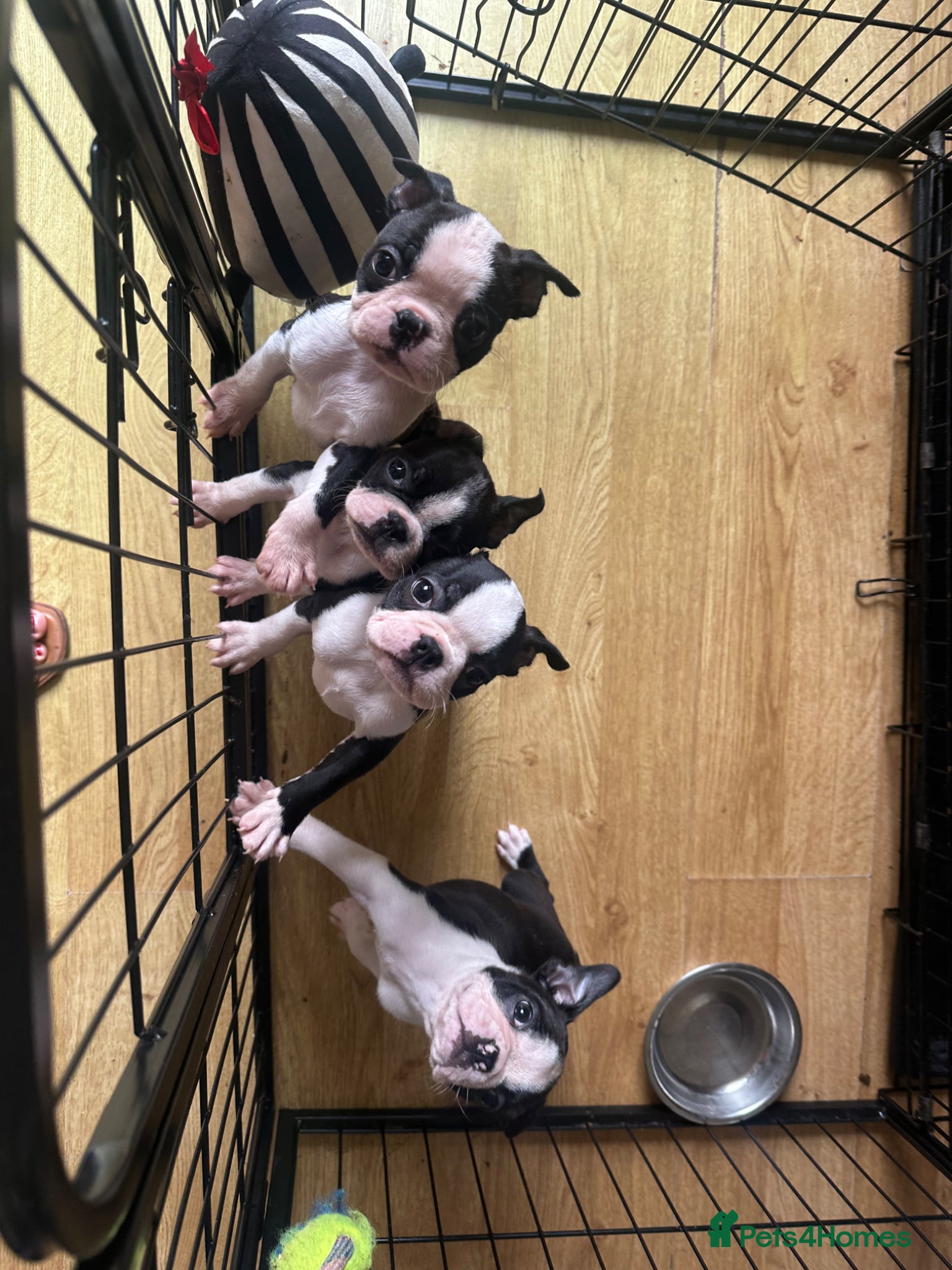 Boston Terrier dogs Ready now. Kc reg chunky full collar Bostons - Advert 11