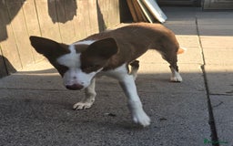 Border Collie dogs for sale: Red and White border collie - Image 2