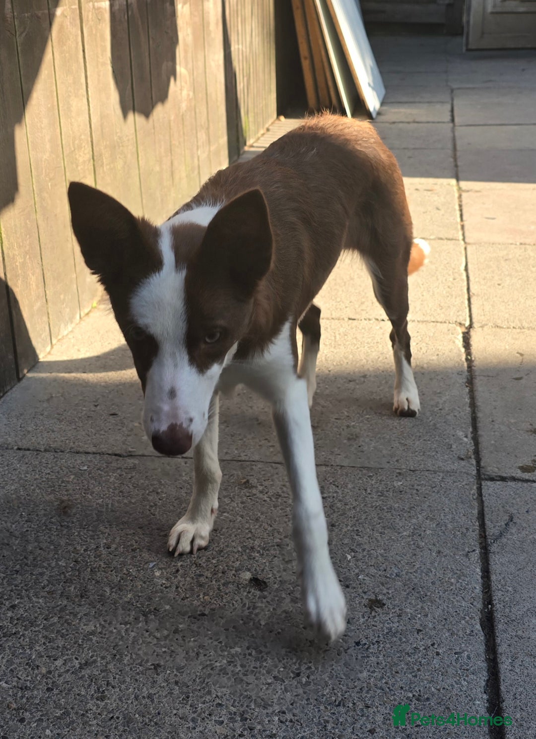 Border Collie dogs for sale: Red and White border collie - Image 2