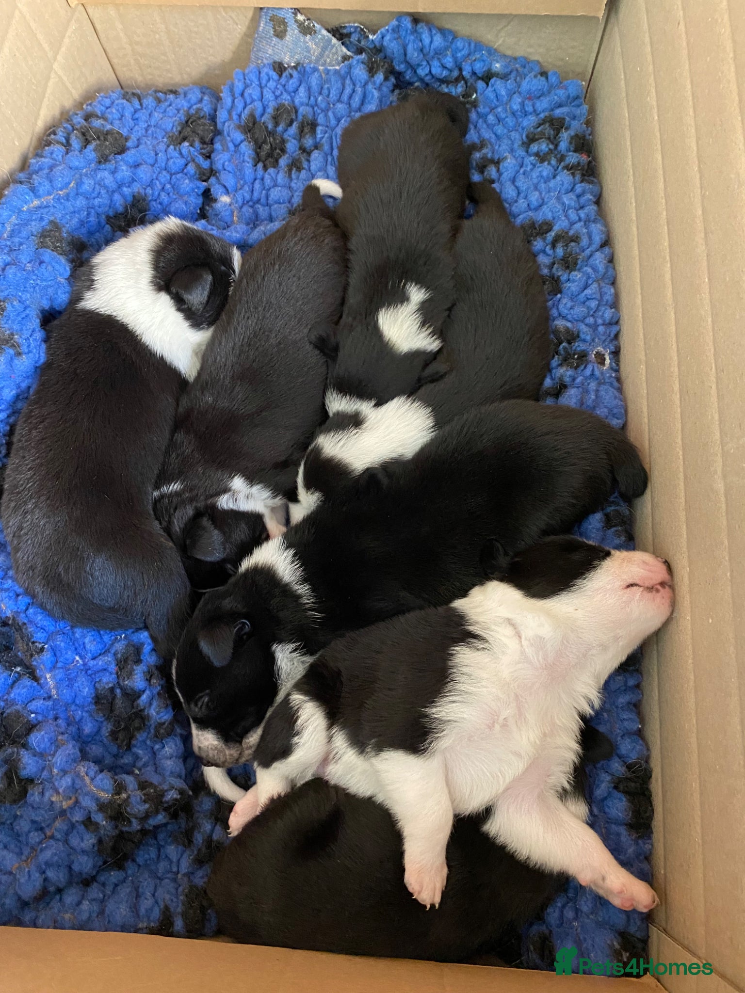 Mixed Breed dogs for sale: Border Collie Cross Pups ready for forever homes in Cairndow - Advert 31