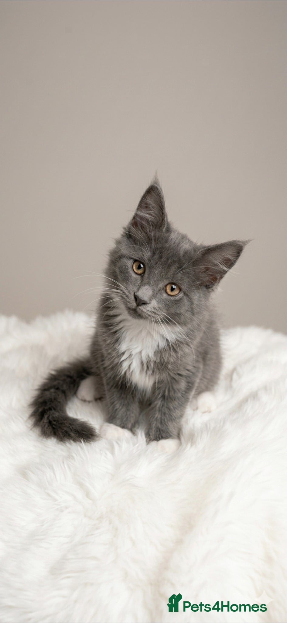 Maine Coon cats GCCF Registered Blue Maine Coon Kittens - Advert 1