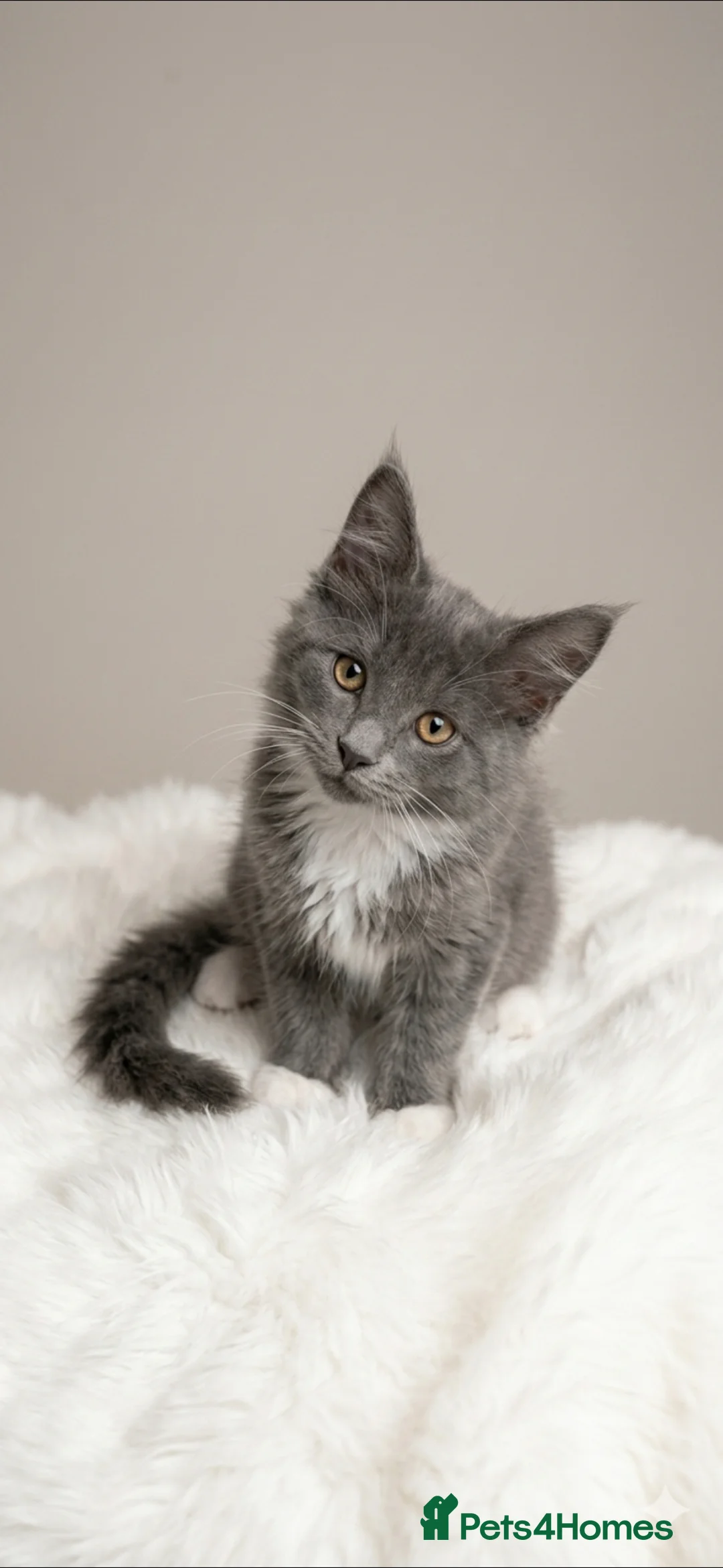 Maine Coon cats for sale: GCCF Registered Blue Maine Coon Kittens - Advert 1