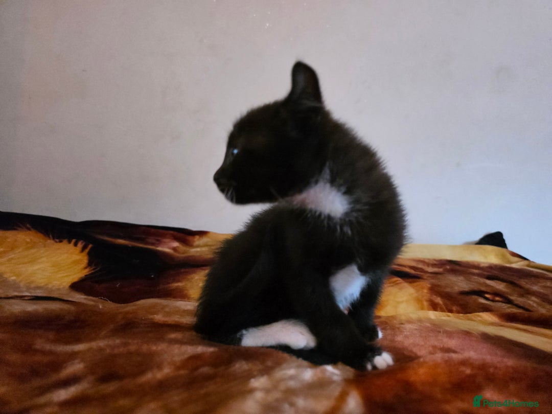 Mixed Breed cats for sale: Adorable Male Kitten – Sphynx x Devon Rex Cross - Advert 7