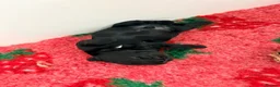 Cocker Spaniel dogs for sale: Beautiful Black Male Show Cocker Pup  - Advert 7
