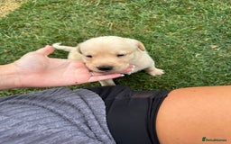 Labrador Retriever dogs for sale: Labrador puppies - Image 7