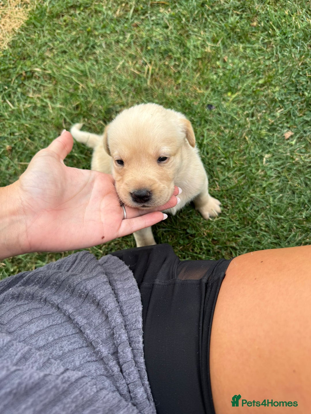 Labrador Retriever dogs for sale: Labrador puppies - Image 7