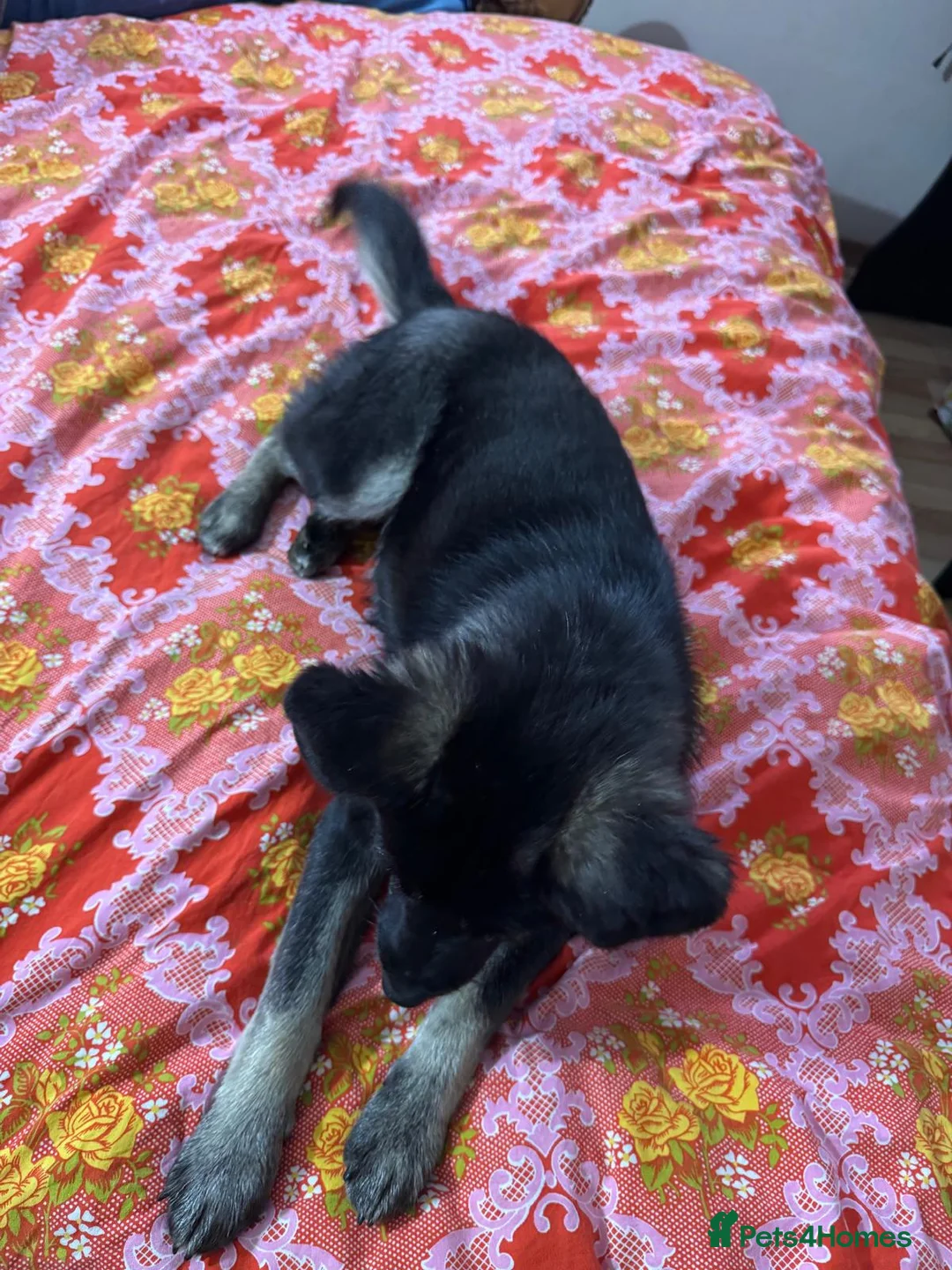 Mixed Breed dogs for adoption: 🐾🌸 LIA – The Railway Miracle Baby 🌸🐾 - Advert 2