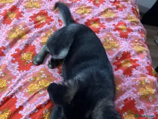 Mixed Breed dogs 🐾🌸 LIA – The Railway Miracle Baby 🌸🐾 - Advert 2