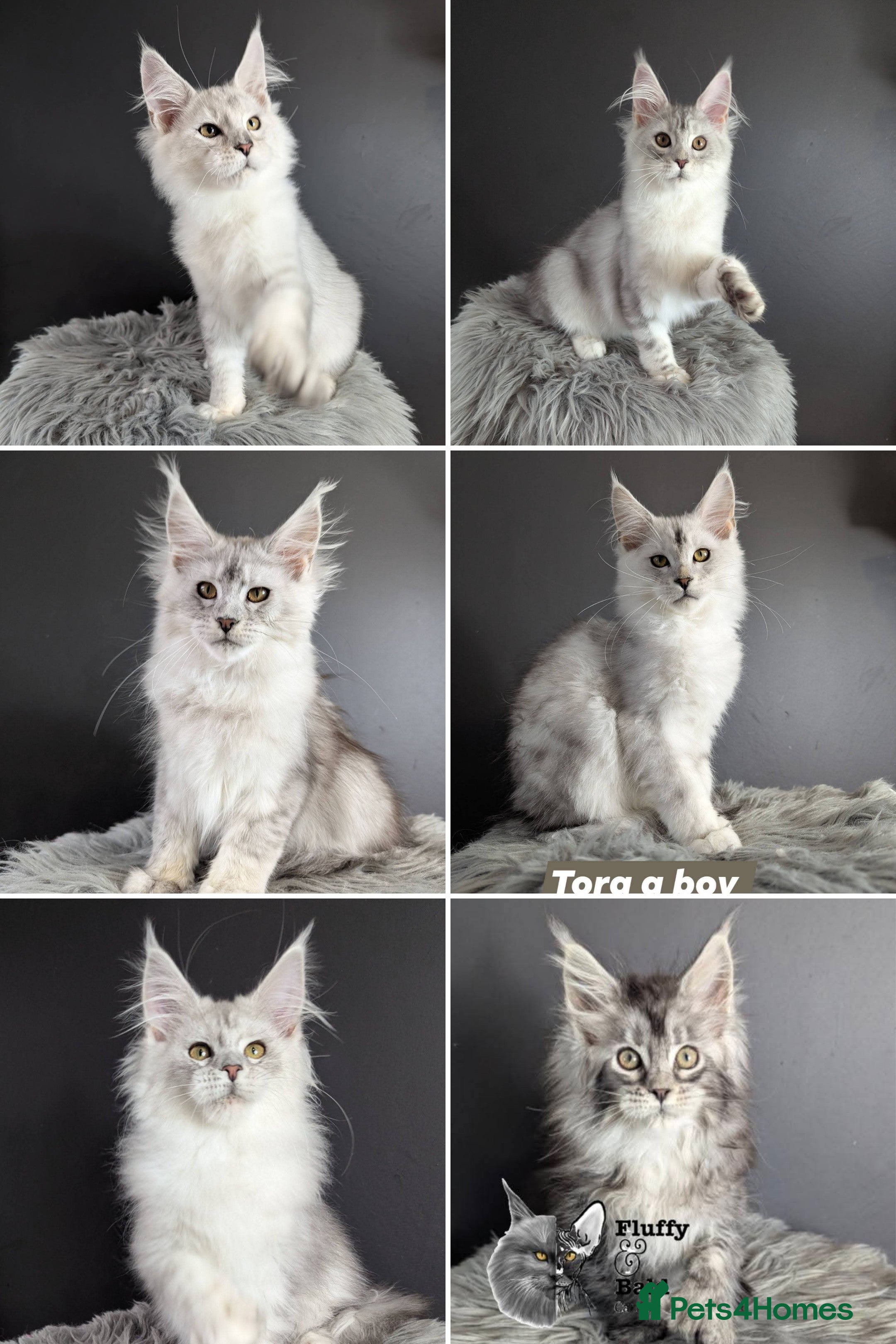 Maine Coon cats Outstanding babies ready to go  - Advert 2